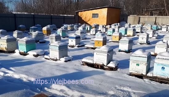На пасеке зимой