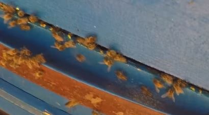 Щели в ульях это одна из причин почему пчелы нападают на другой улей
