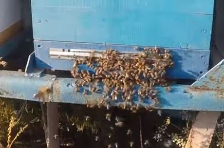 пчелы воровки напали на пасеку что делать