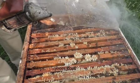 Фото такие рамки после откачки меда необходимо очистить