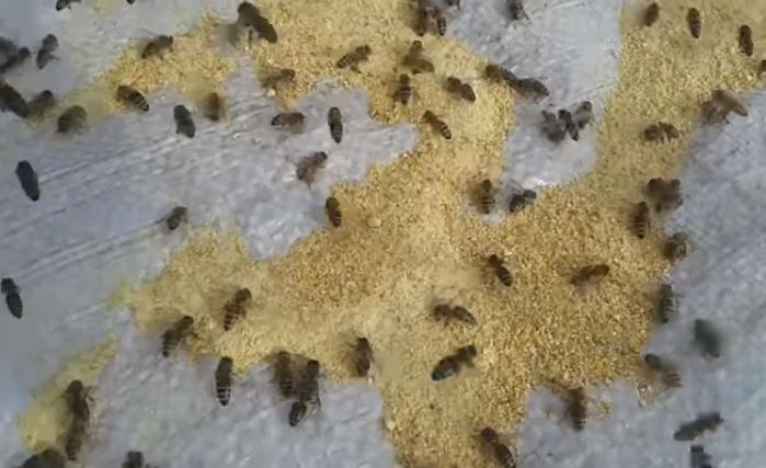 Белковая профилактическая подкормка для пчел ранней весной