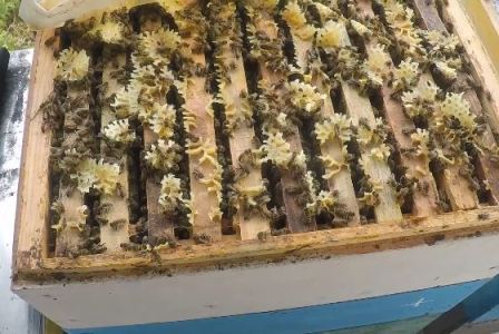 Какие рамки отбирают из улья для откачки меда