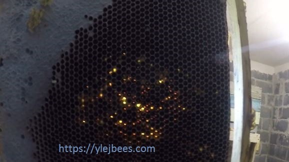 Какие причины для стерилизации воска для вощины на пасеке Какие причины для стерилизации воска для вощины на пасеке