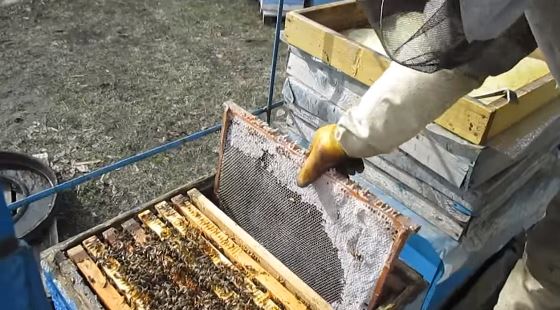 как выбраковывать пчелиные соты