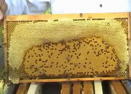Такая рамка с расплодом не обеспечит быстрое развитие пчелопакета