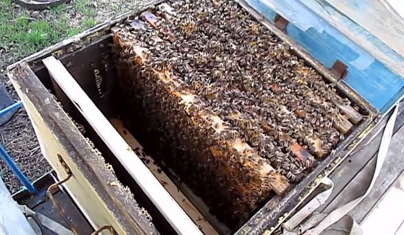 Как проводят расширение гнезда пчел весной