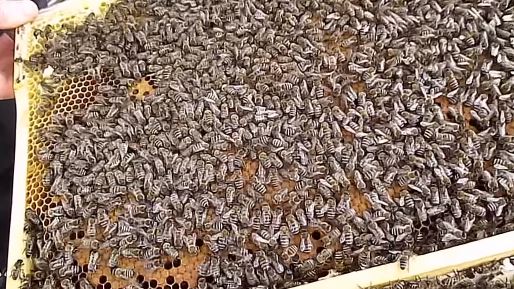 Znaki, że pszczoły muszą wiosną rozbudowywać swoje gniazdo
