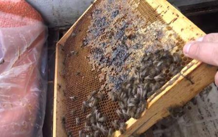 ramki z niewielką ilością miodu w celu powiększenia gniazda pszczół na wiosnę