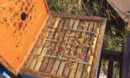 Как поставить соты на осушку пчелам правильно?