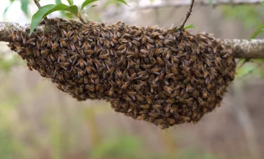 Przyczyny rojenia się pszczół po pojawieniu się drugiego roju
