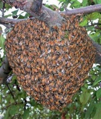 методы против роения пчел