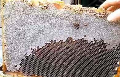 Способы сборки гнезда пчел на зиму