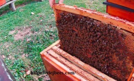 How to reduce bee nests in spring
