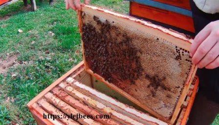 reduction of bees' nest in spring, few bees on the frame