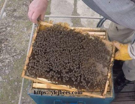 There are a lot of bees on the frame