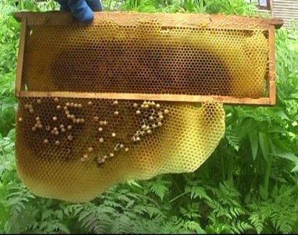 строительная рамка в пчеловодной практике пример
