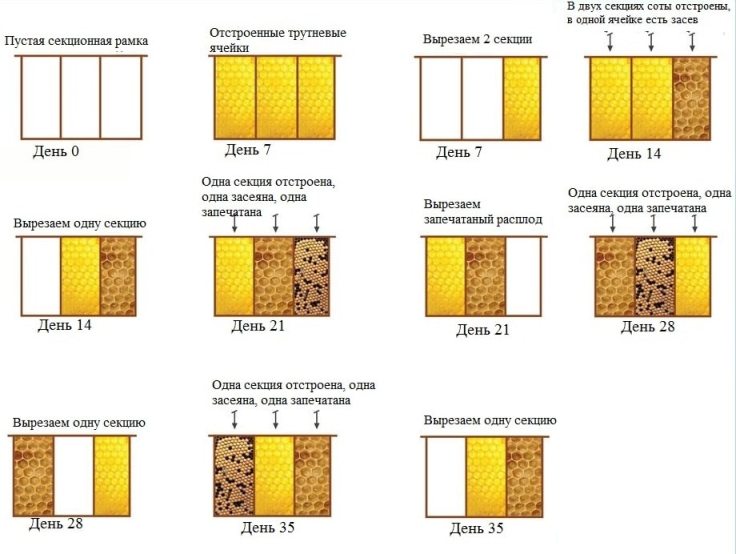 строительная рамка в пчеловодной практике пример