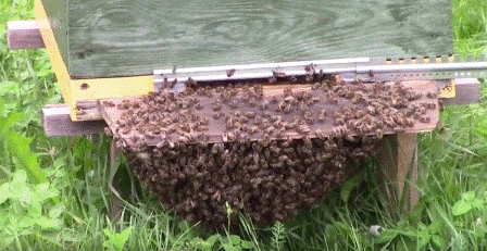 Перегрев улья и развитие пчел