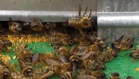 Основные проблемы при зимовке пчел на улице
