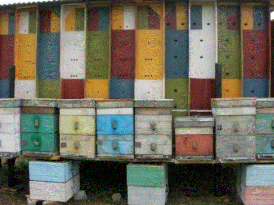 Ульи с пчелами перед заселением пчелопавильона
