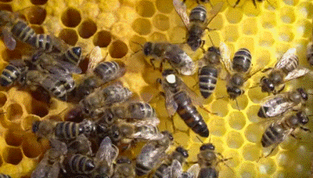 Организация изолированного пункт спаривания для пчеломаток в России