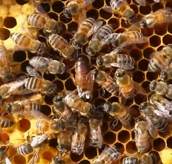 Весенняя подготовка пчелиных семей для вывода маток и трутней