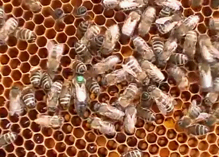 Пчеловодство с самосменой матки — анализ практики и перспектив