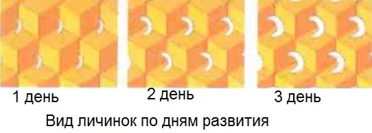 какую личинку нужно для прививки маток