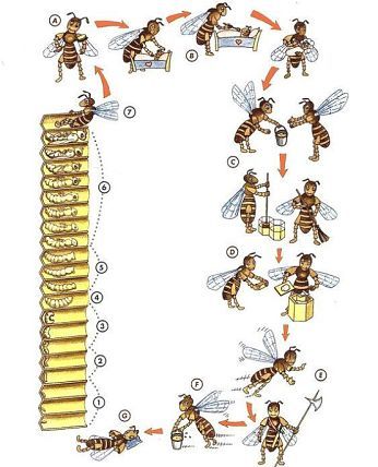 Жизненный цикл рабочей пчелы по дням от яйца до пчелы