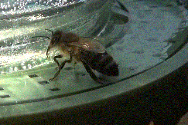 Пчела фото пчелы  пьют воду