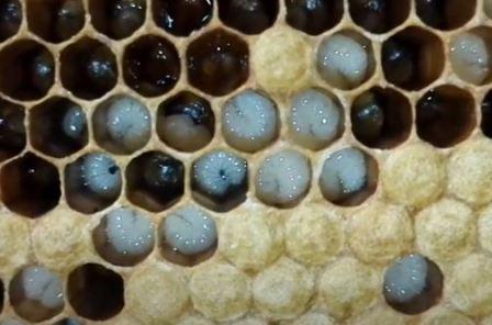 otwarty larwalny pszczół zdjęcie