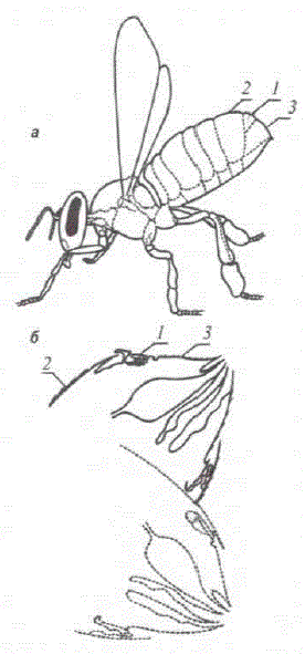 Пчела, выпятившая Насонову железу (a). и сагиттальный разрез дистальной числила брюшка (б): l — Насонова железа. 2 и 3 — 6—й и 7—й брюшные тергиты (пунктиром изображено положение железы в закрытом состоянии)