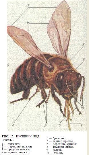 Пчелиные КРЫЛЬЯ, пчела, крылья, наряд