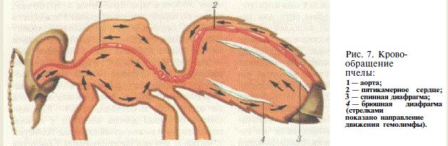 Кровообращение у насекомых. Кровеносная система пчелы. Кровеносная система пчелы медоносной. Схема строения кровеносной системы пчелы. Кровеносная система муравьев.