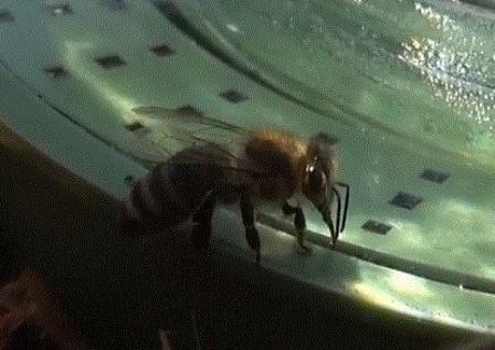 Чем важна вода для пчел или почему пчелы пьют воду?