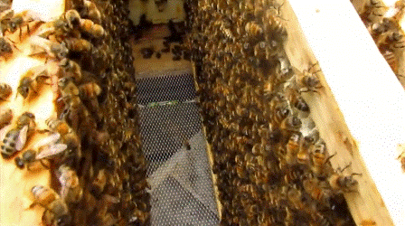 Методы лечения и профилактики американского гнильца пчел