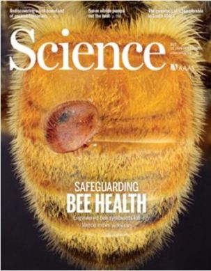 Медоносная пчела Apis mellifera c присосавшимся клещом Varroa destructor