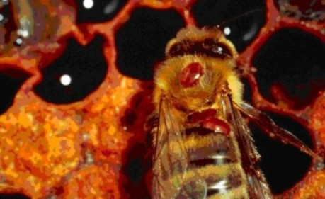 Клещи Varroa destructor на спинке медоносной пчелы