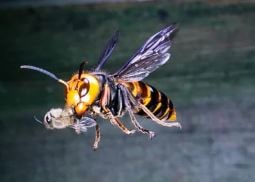 Asian hornet caught a bee