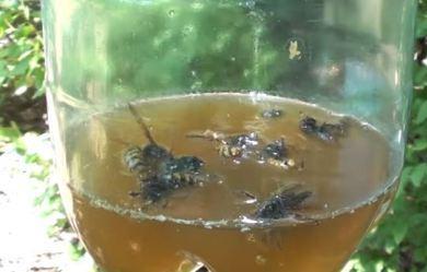 Борьба с опасными насекомыми: эффективный рецепт с борной кислотой от ос