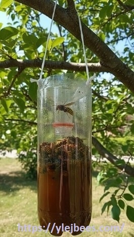 Ловушка для шершней из пластиковой бутылки Ловушка для шершней из пластиковой бутылки