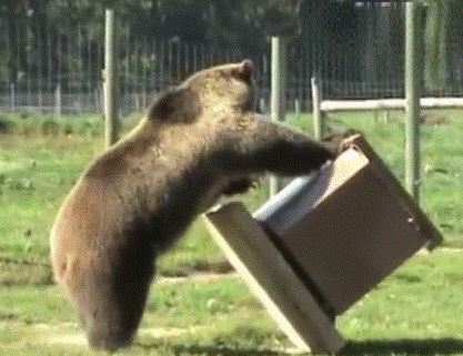 Медведь переворачивает улей с бетоной основой
