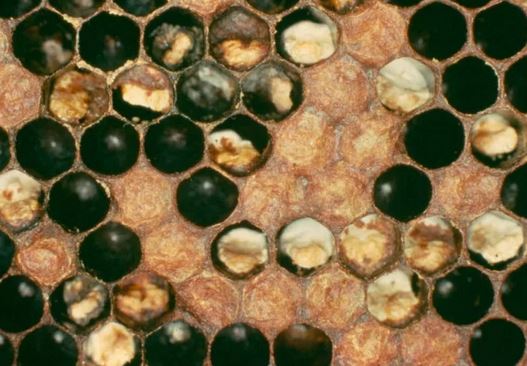 Новый генотип вируса мешотчатого расплода у пчел APIS MELLIFERA