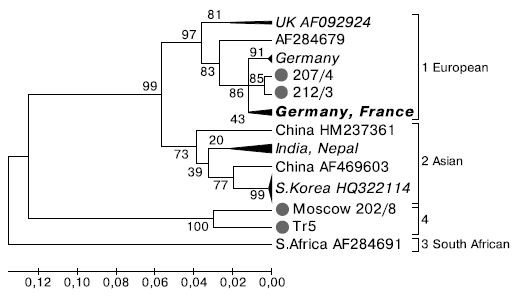 Рис. 1. Филогенетическое древо фрагмента гена РНК-зависимой РНК-полимеразы ВМР (416 н., соответствует 8166-8582 н. по AF092924) построено с помощью программы Mega 4 методом