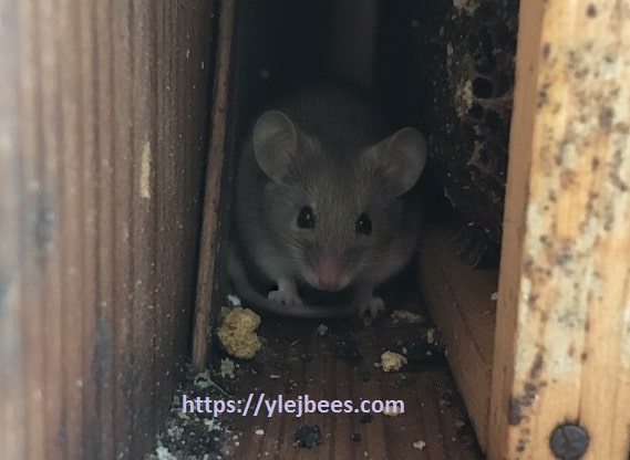 как избавиться от мыши в улье и на пасеки