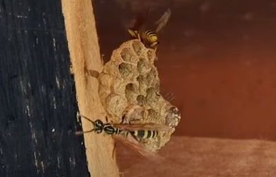 Пчелиный улей из бутылок и киндер-сюрпризов
