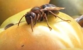 Шершни - опасные хищники пчел