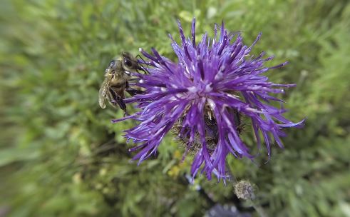 Бурзянская пчела собирает нектар