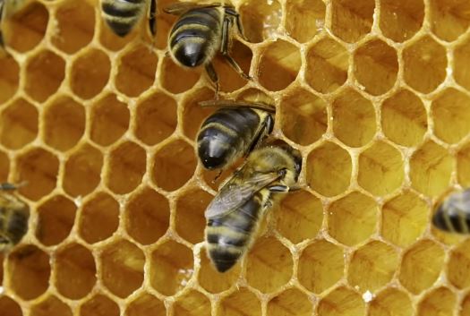 Пчела работает на соте