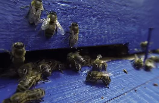 Пчелы на прилетной доске